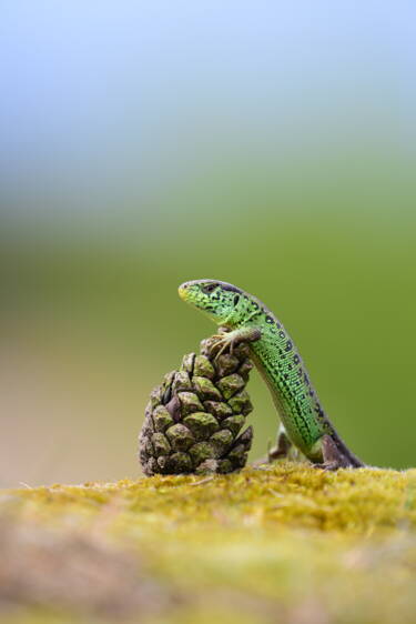 Obiektyw Nikon AF-S NIKKOR 200–500mm f/5.6E ED VR | Obiektywy