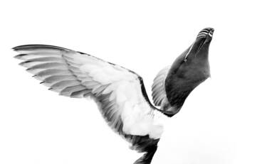 Wildlife photographs by Lara Jackson for Nikon magazine's two articles interviewing Lara. For magazine only.