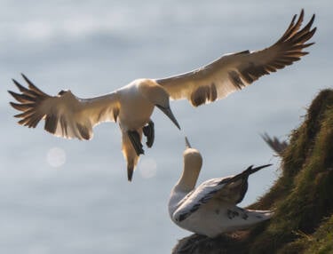 Bird photography by Ricci Chera for Nikon Magazine's Tried and Tested series. These photos were taken using the new NIKKOR Z 180-600mm f/5.6-6.3 VR