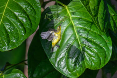 Tom Vierus' images for Nikon magazine