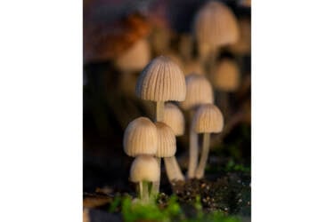 Photos for Nikon magazine