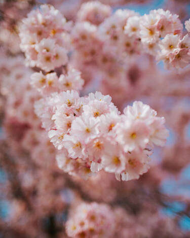 Nikon magazine - 35mm f1.4