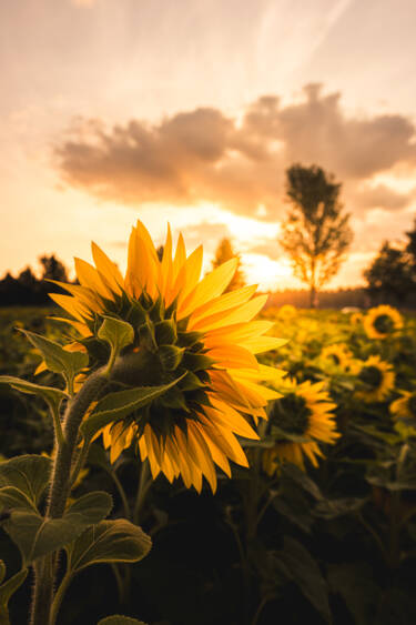 PLEASE NOTE: we have the rights to use thsese images as long at the PROMO SIS 2026 runs (May - July 2026) - after that we have to ask the creator again.