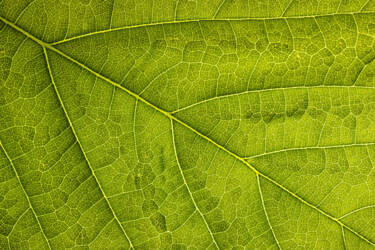 Nikon magazine - macro photography with spring flowers