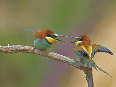 Nikon magazine - Josef Stefan's award-winning wildlife photography
