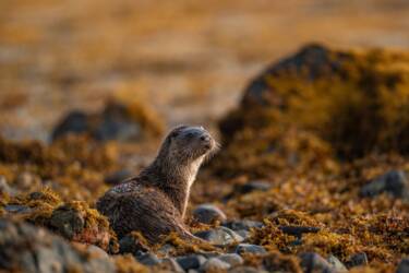 nikon-image