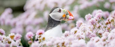 nikon-image